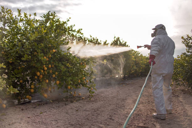 Best Wasp Removal Services  in Fernley, NV